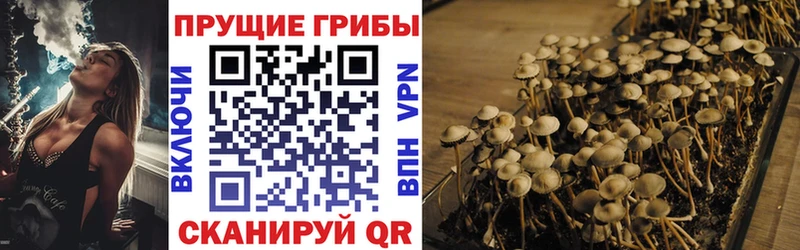 как найти закладки  Нерюнгри  Псилоцибиновые грибы Psilocybine cubensis 